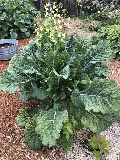 1 Rooted Big Blue Tree Collard Plant - Project Tree Collard