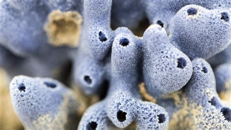 spicules