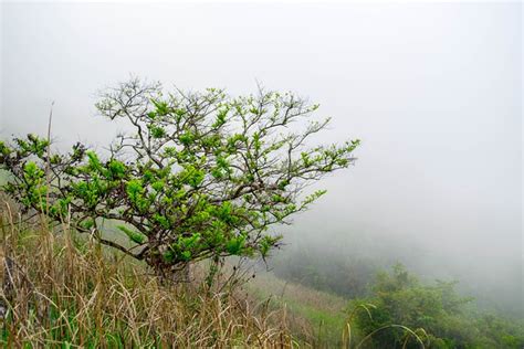 Pohon Alam Kabut Foto Gratis Di Pixabay Pixabay