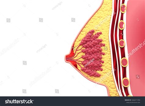 Breast Anatomy Cross Section 3d Illustration Stock Illustration