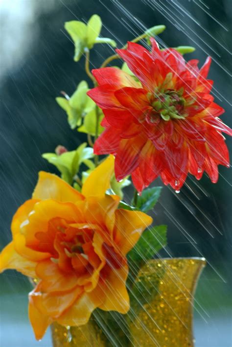 Beautiful Pictures Of Flowers In Rain