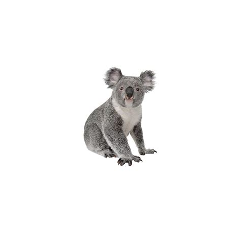 Koala Png Hd Transparent Koala Hdpng Images Pluspng Images