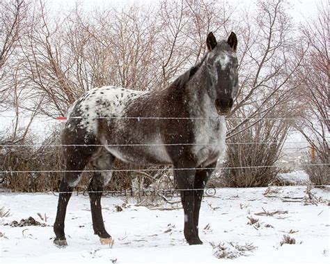 Black And White Blanket Appaloosa For Sale At William Noland Blog