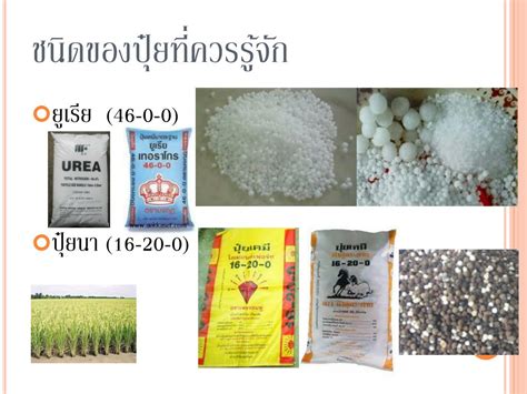 Ppt ปุ๋ย Fertilizers Powerpoint Presentation Free Download Id5601957