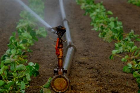 Sprinkler Irrigation May Interfere With Pollination Of Pumpkin Plants