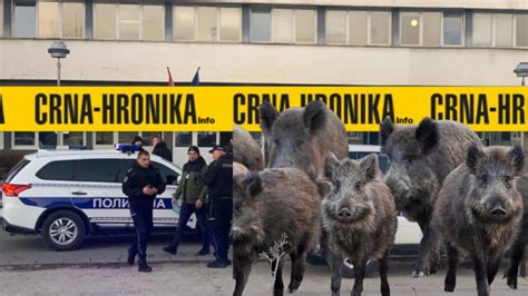 Policajci Pucali U Vazduh Kako Bi Se Spasili Od Divlje Ivotinje Ali