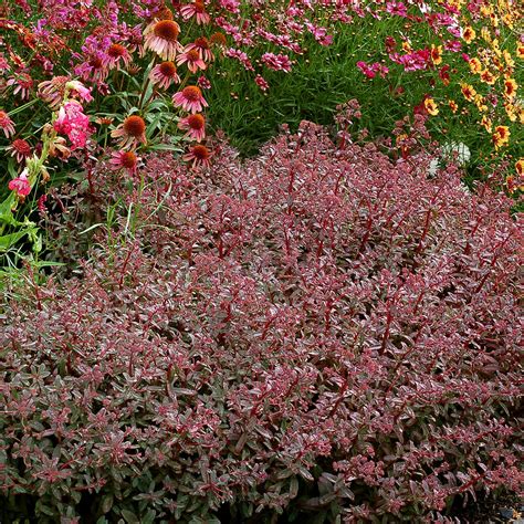 Sedum ‘desert Red Terra Nova® Nurseries Inc