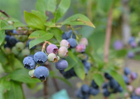 Blauwe Bessenstruiken Kopen Vanaf 6 99 Fruitbomen Net