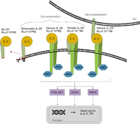 The Il 2r Classification And The Il 2 Il 2r Signalling Pathway Il 2