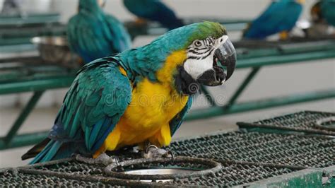 Blue And Yellow Macaw Ara Ararauna Also Known As Blue And Gold Macaw