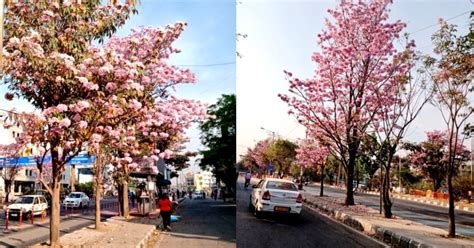 Bengaluru Is Hot Pink Right Now Heres Where To Spot Cherry Blossom In