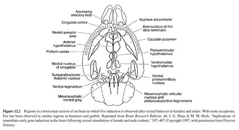 Sex Behavior Research Paper Research Paper Examples IResearchNet