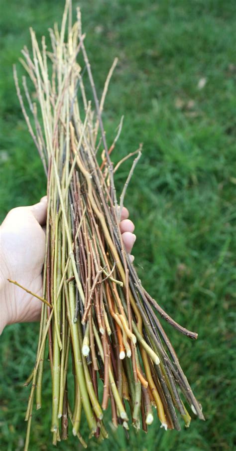 Willow Info And Faq Willow Weaving Workshops Wreaths And Baskets