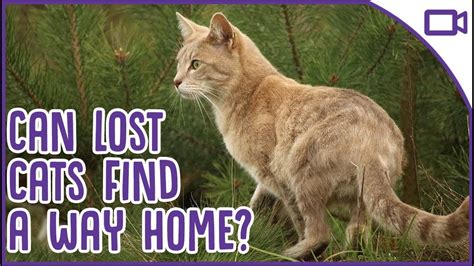 How To Find A Lost Cat Can Cats Find Their Way Home HousePetsCare