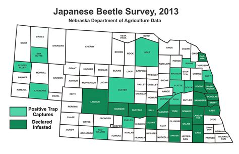 Japanese Beetles Emerging Identification Key To Management Cropwatch