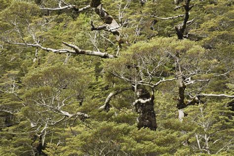 New Zealand North Island Silver Beech Trees In Nothofagus Menziesii