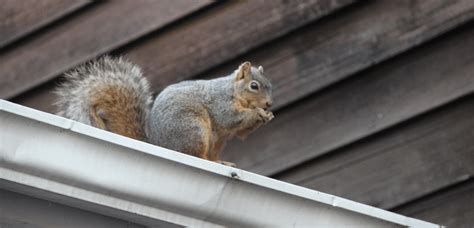 Squirrels Apsl Pest Control Drainage Specialists