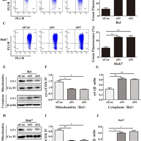 Sirt Knockdown Induces Mitochondrial Apoptosis In Hcc Cells A D