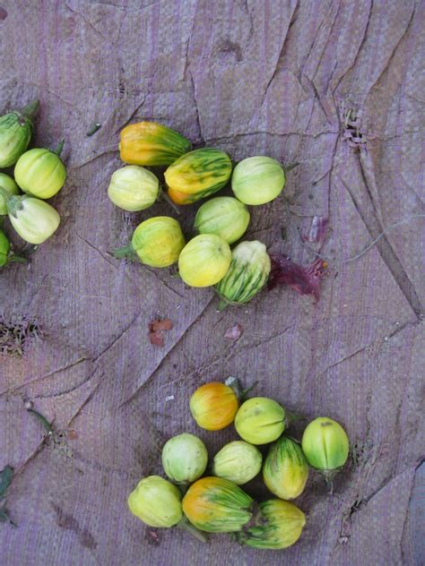 West African Plants - A Photo Guide - Solanum aethiopicum L.
