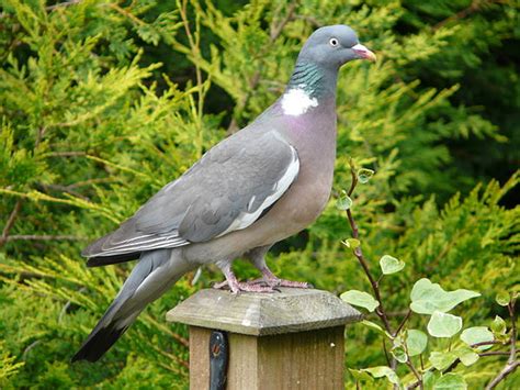 Common wood pigeon | Wiki | Everipedia