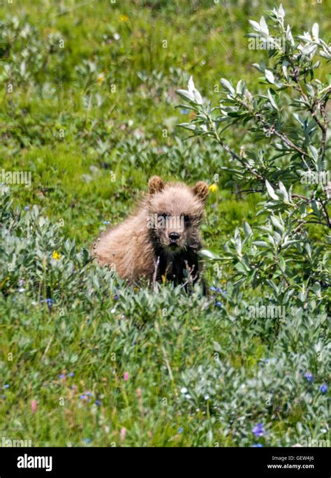 Grizzlyb R Fell Fotos Und Bildmaterial In Hoher Aufl Sung Alamy