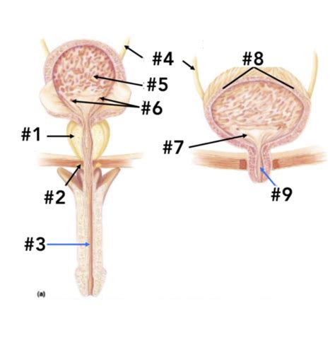 Renal System Urinary Lecture Exam Flashcards Quizlet