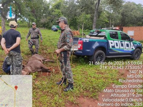 Polícia Militar Ambiental de Campo Grande autua em R 1 5 mil mulher