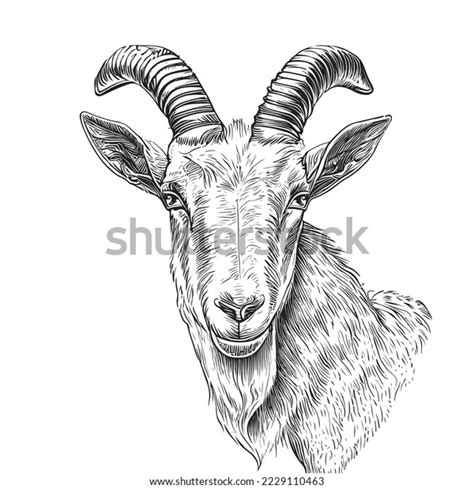 Goat Drawing Stock Photos and Pictures - 41,141 Images | Shutterstock