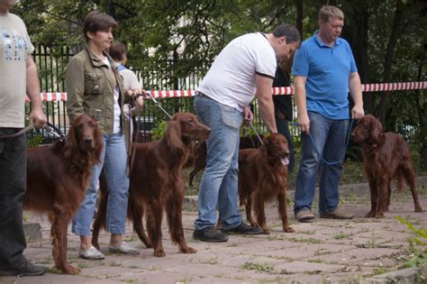 120-я Московская выставка охотничьих собак 23 июня 2013 года