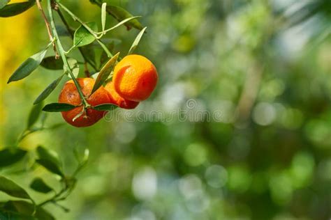 Los Mandarines Est N Creciendo En Una Rama De Rbol Con Las Hojas