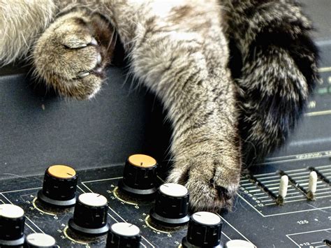 Music Cat Free Stock Photo - Public Domain Pictures