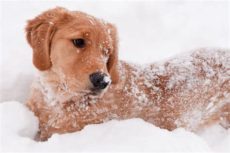 Golden Retriever Snow Puppy Stock Photo - Image: 17313150