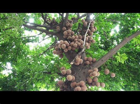 Cannonball Tree Nagalinga Pushpa Couroupita Guianensis Youtube