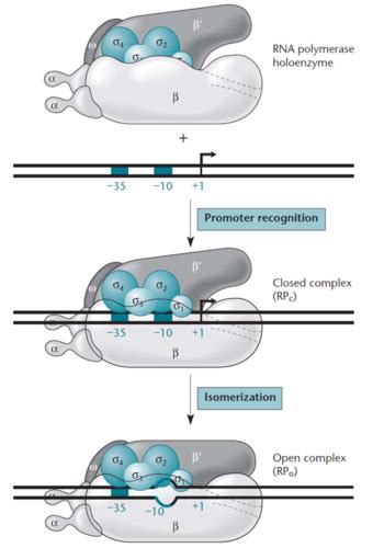 Biologie Mol Culaire La Transcription Chez Les Procaryotes Cartes