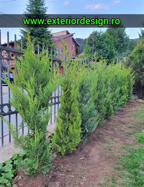 Leylandii Tuia Columnaris Smarald Gard Viu Plante Ornamentale Breaza