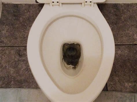 How To Remove Stains From The Toilet Bowl Cleaningtips Net Clean