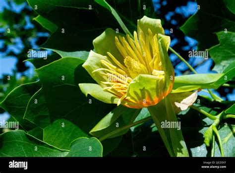 Flor de arbol e fotografías e imágenes de alta resolución - Alamy