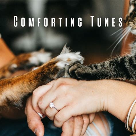 Comforting Tunes Lofi Tracks And Chill Music For Pets Album By Chill