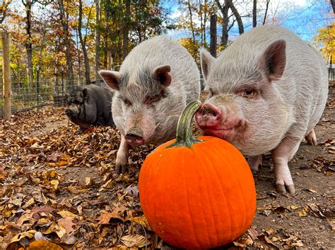 White House Halloween Pumpkins Donated to Pig Sanctuary