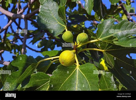 Ramas De Un Rbol De Higuera Ficus Carica Con Hojas Y Frutos