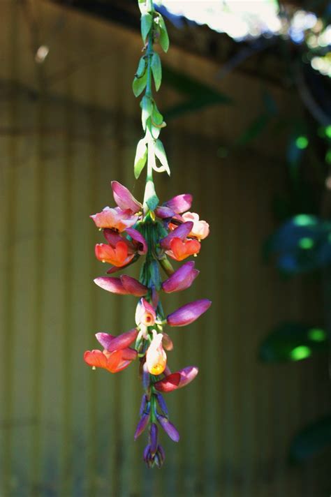 Thunbergia Coccinea Karl Gercens Flickr