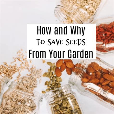 Why And How To Save Seeds From Your Garden