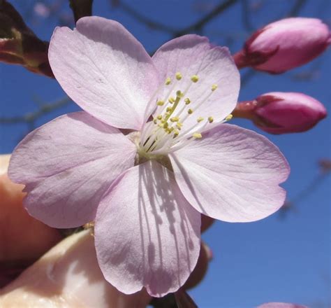 Cherry Blossom Trees Cherry Blossom Tree Identification