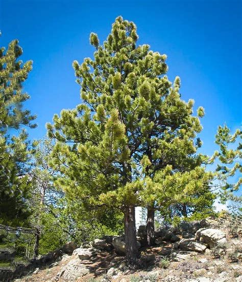 Ponderosa Pine Trees For Sale Online | The Tree Center