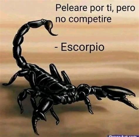 Pin De Rbk En Escorpio Frases De Escorpio Escorpio Frases Escorpion