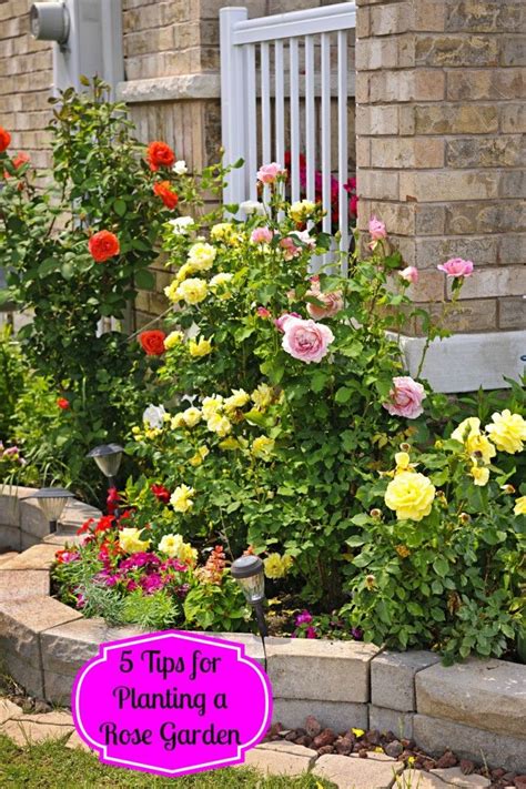 5 Tips for Planting a Rose Garden | Rose garden design, Rose garden ...