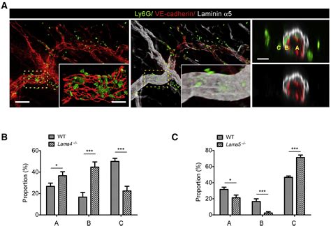 Endothelial Basement Membrane Laminin 511 Contributes To Endothelial