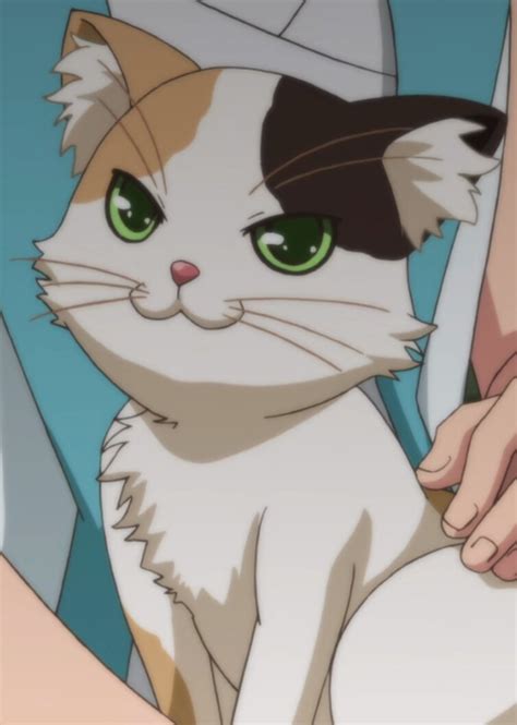 Calico Cat | Anime-Planet