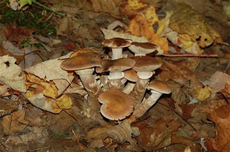 Northland Nature Honey Mushrooms In The Woods Duluth News Tribune