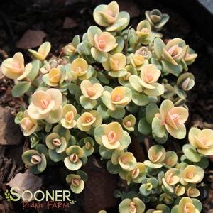 Sunsparkler Lime Twister Sedum Sooner Plant Farm